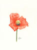 Mohn (Karl-Heinz Lehfeldt - Farbstiftzeichnungen)