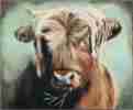 Emma ein Hochlandrind (Monika Lehfeldt - Acrylmalerei)